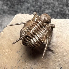 Cyphaspis ceratophthalma Trilobite Fossil – Flying, Detailed Specimen