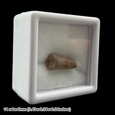 Rare Crocodile Teeth Fossils Wealden Group Sussex UK Cretaceous Crocodyliform