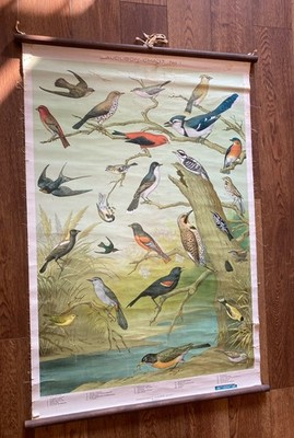 Ornithology Chart No 1 Vtg Bird Chart Poster 1898 Massachusetts Audubon Society