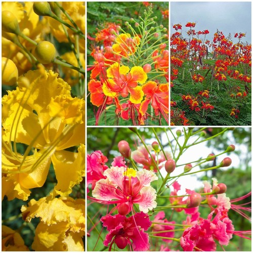 Caesalpinia Pulcherrima Pride Of Barbados Mexican Exotic Flower Seeds Ebay