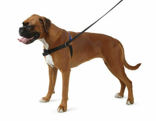Dog Harnesses with Lead