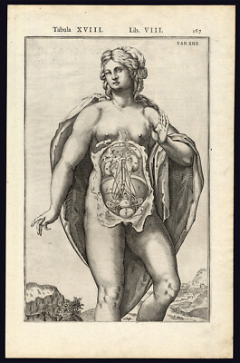 2 Anatomische Drucke-BAUCHHÖHLE-GEBÄRMUTTER-BLASE-FRAU-Spigelius-Casserius-1645
