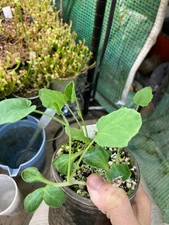 Cucurbita foetidissima Seeds, Coyote Gourd, Native North American Vine Plant