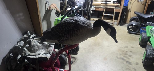 SET OF 8.Avian X AXP Honkers Full Body Realistic Canada Goose Decoys (Open Box)