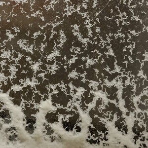 microworms for betta fry