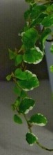 Ficus pumila 'White Sunny'  (Creeping Fig) - "Variegata" One rooted stem cutting