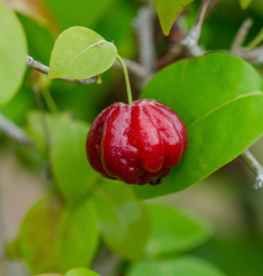 Eugenia uniflora 20-30cm -