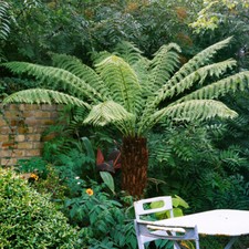 Exotic Tree Fern Log, 2ft Dicksonia antarctica, hardy, dormant, ready to grow