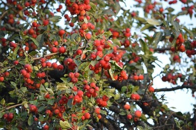 Holzapfel rot Apfelbaum Stecklinge Boskoop winterharte Pflanzen für den Garten
