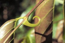 Organic Pet Systems Toxin Avenger Max Detox  Cleanse Turkey Meal Topper