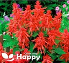 SAGE SCARLET - TANGO - 100 SEEDS - Salvia Splendens - LONG FLOWERING STRAIN