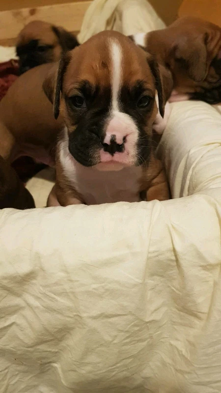 gumtree boxer puppies for sale
