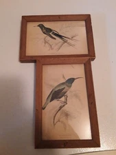 Lizars Bird Engravings Original Bookplate Framed Plate No. 5 and 10