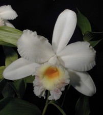 Sobralia virginalis - Species Orchid 4.5 “ Pot - Blooming Size