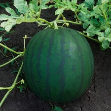 30 Florida Giant Watermelon Seeds! Huge Up to 40 Pound Heirloom - Super Sweet