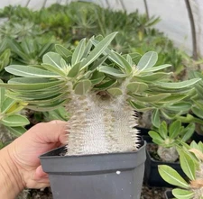 1 Pachypodium rosulatum gracilius Succulent plant Garden beautiful Plant