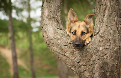 Anime Dog German Shepherd Close Up Bokeh Cute  Gaming Mat Desk 1847