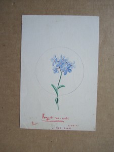 Vintage Watercolor Painting Of Flower Forget Me Not On Paper 6 X 9 Ebay