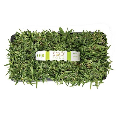 St Augustine Citrablue Grass Sod Plugs Natural, Affordable Lawn Improvement (32