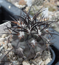 Copiapoa corralensis JN-2190