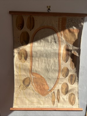 Vintage Soviet School Chart Wheat Grain Germination Educational Decor
