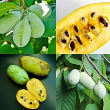 Set 2 Pawpaw Trees Live Plants Bare Roots Dormant Paw Paw Seedling Plant, 6-12"