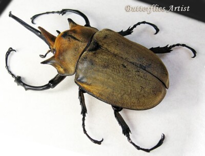 Megasoma Elephas Giant Magnificent Beetle Framed Entomology Collectible Display