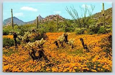 Postcard, Gold Poppies Near Pinnacle Peak, Arizona Unposted