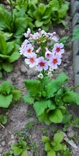 Primrose  Candelabra Primula Japonica, 3 Starter Plants
