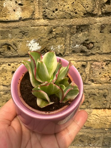 Crassula ARBORESCENS UNDULATIFOLIA variegated plant in a ceramic pot ripple jade - Picture 7 of 10