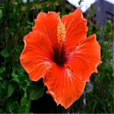 20 SEEDS red orange HIBISCUS flower exotic bush garden/house plant USA Seller