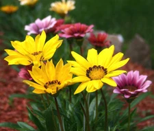 GAZANIA GARDEN LEADER MIXED COLORS Gazania Rigens - 100 Bulk Seeds