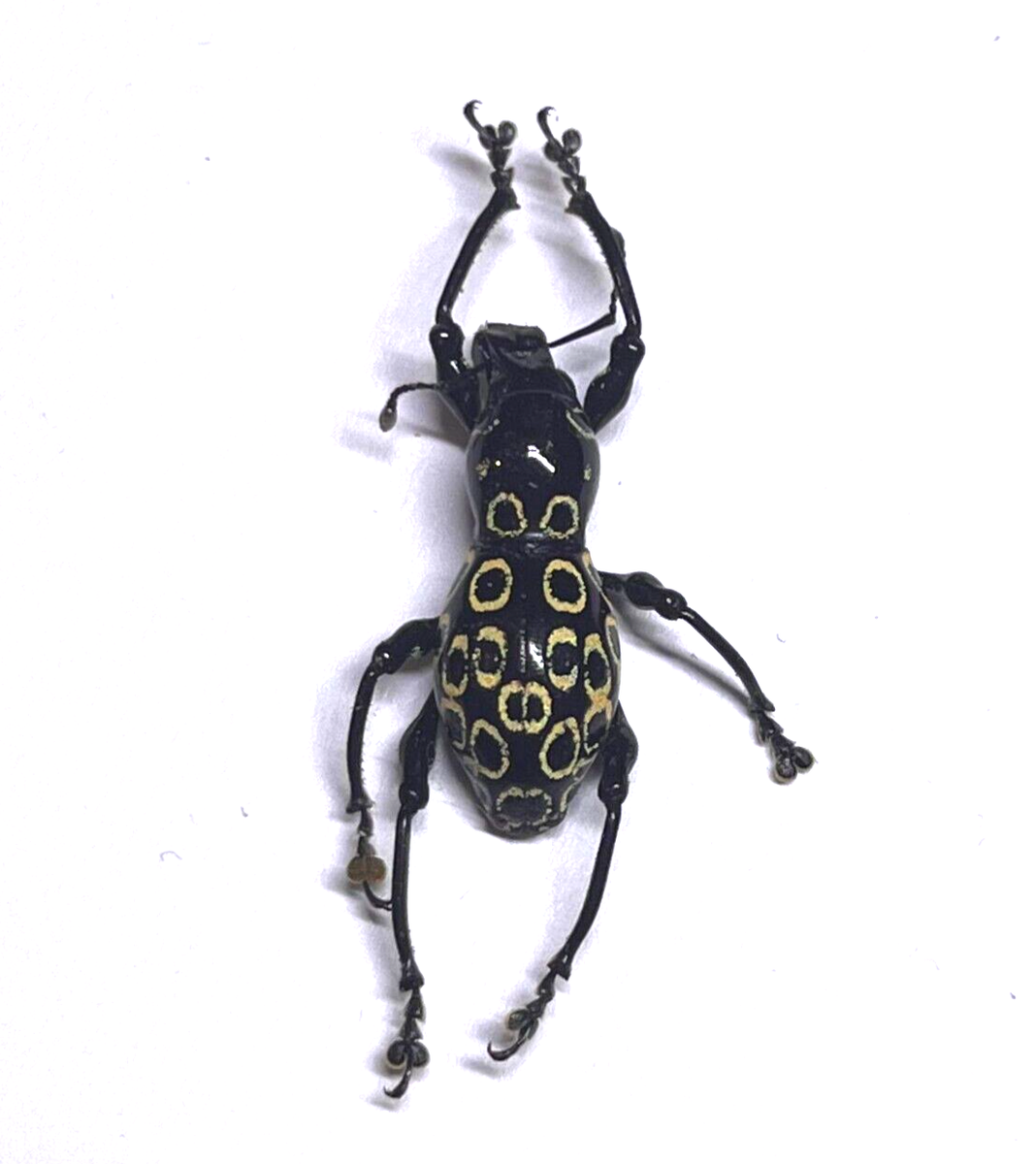 P. reicherti 04 カタゾウムシ標本 ミンダナオ島