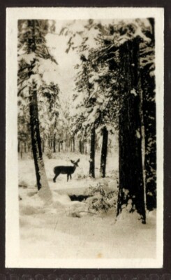 Tabakkarte, Cavanders,PEEPS INTO MANY LANDS,2nd Std,1928,Rocky Mountains,#33R