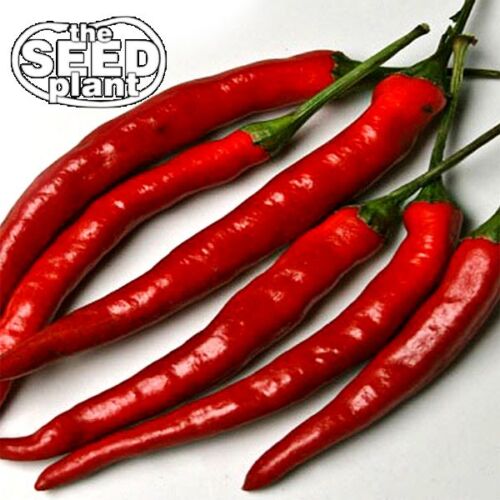 Cayenne Long Slim Pepper Seeds - 100 SEEDS NON-GMO - Picture 1 of 1