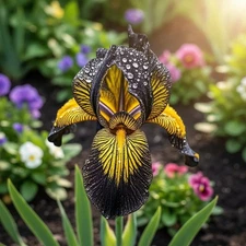45 Golden Midnight Veined Bearded Iris Seeds – Black & Yellow Ruffled Blooms
