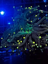 CE- WYSIWYG Yellow Tip Torch Frag Live Coral Frag LPS SPS #RTT3