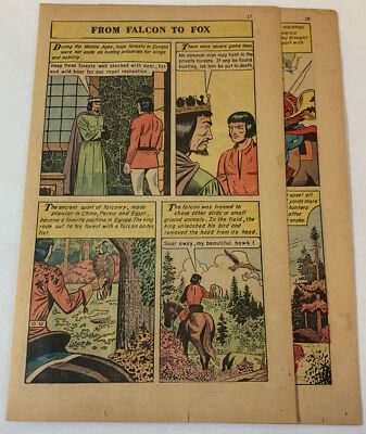 1961 three page cartoon story ~ HUNTING - FROM FALCON TO FOX
