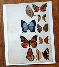 Theophile Raymond Vintage Print of Butterflies  Single Page Ideal To Frame