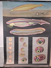 Szkoła Karta ścienna Tablica dydaktyczna Obraz w rolce LANCETFISH, Wydawnictwo Edukacyjne Hagemann