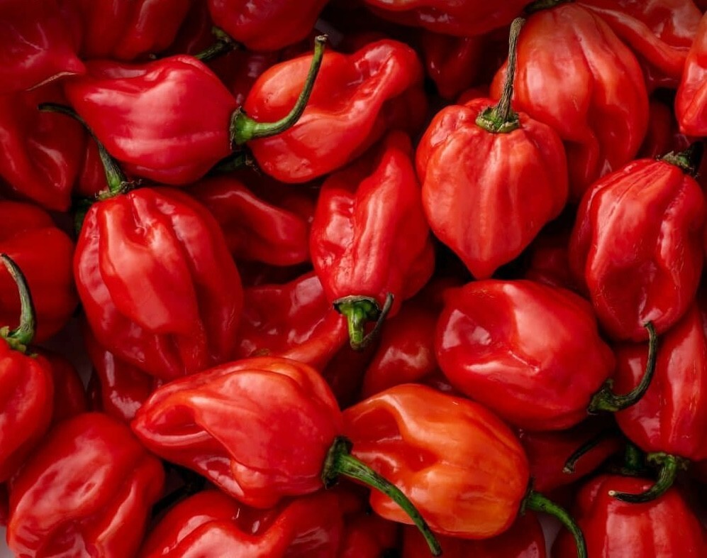 Kyoto Maiko-Han Hi Hi Chilli Powder set  10g can+10g×3 refill Japan