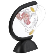 Uterus Structure Model Medical Uterus Tool uterus structure model