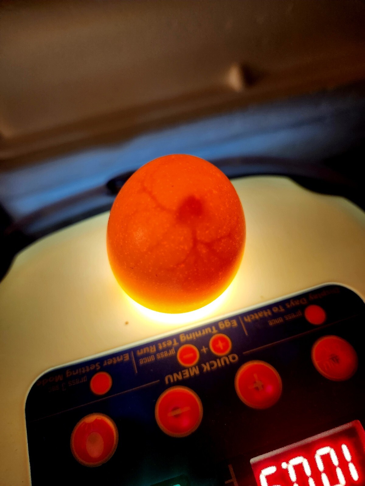 6 Ultra Rare Breed Chicken Hatching Eggs Indio Gigante&Rare Breed