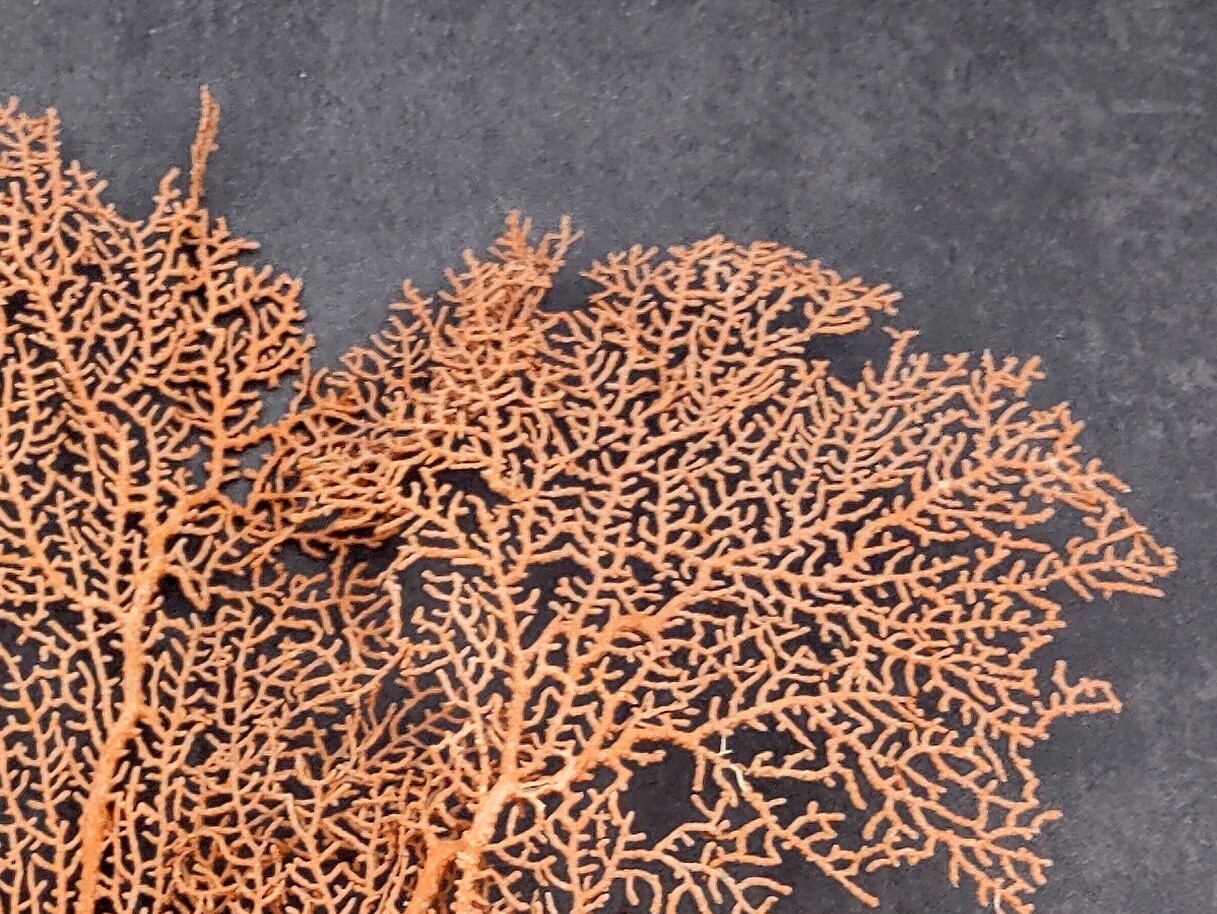 Red Orange Sea Fan Coral Echinogorgia SP (1 fan approx. 7-9+ inches)