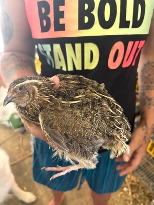 54  jumbo brown quail hatching eggs NPIP Certified