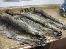 Tanned " Large Open " Raccoon Hides Trapping Furs Hats ID Tag White