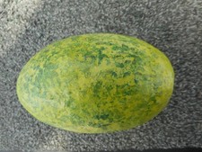 Replica EGG  (HOLLOW)     CASSOWARY