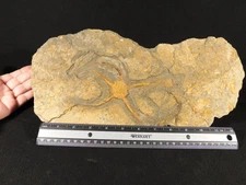451 Million Year Old STARFISH Fossil with an Edrioasteroid in BIG Matrix! 1101gr
