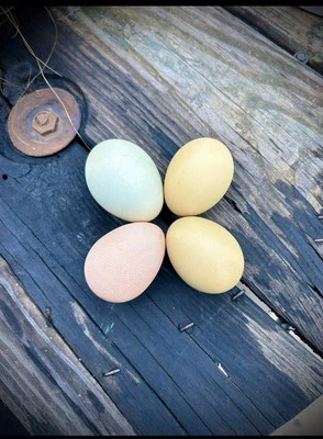 12 Fertile Eggs -Easter egger/ Barnyard Mix *Chance for Frizzle or Polish!*