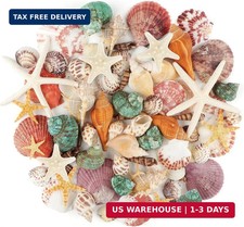 Sea Shells Mixed Ocean Seashells, 1.2"-3.5" Various Sizes Beach Seashells and Na